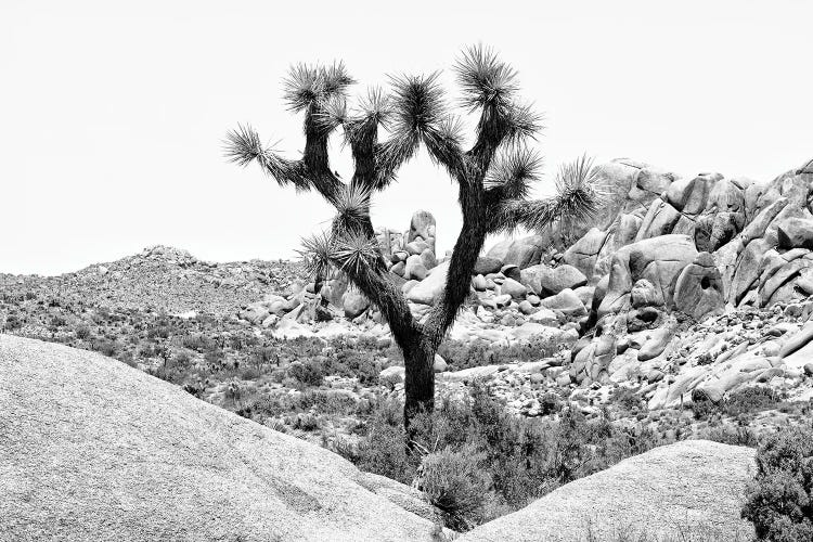 Joshua Tree National Park IV