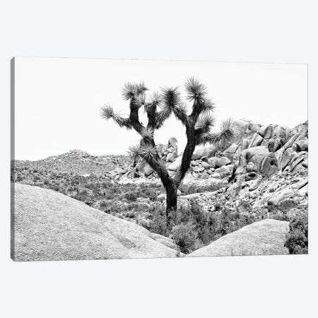 Black California Series - Joshua Tree National Park IV Canvas Print #PHD1843} by Philippe Hugonnard Canvas Print