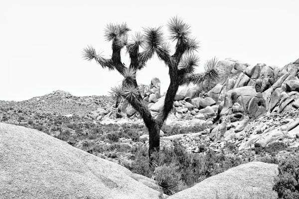 Joshua Tree National Park: Joshua Tree National Park IV by Philippe Hugonnard
