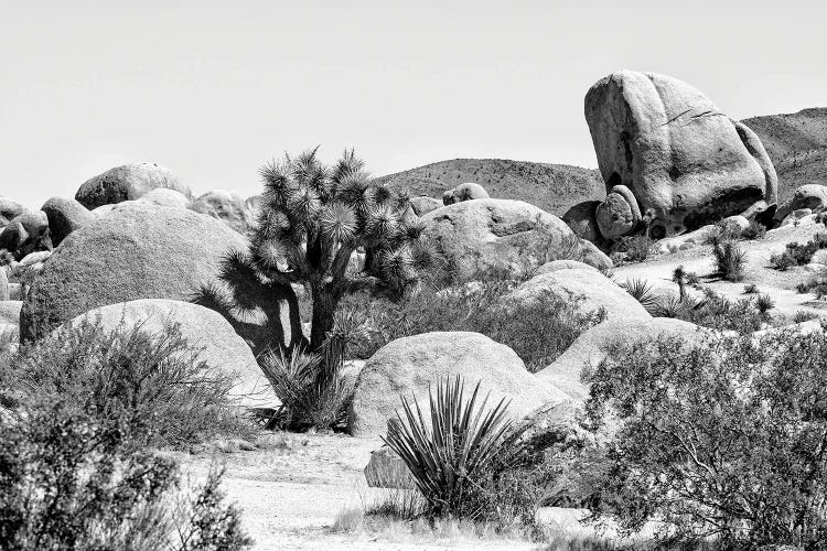 Black California Series - Joshua Tree National Park V