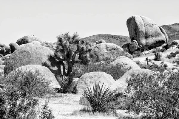 Joshua Tree National Park V