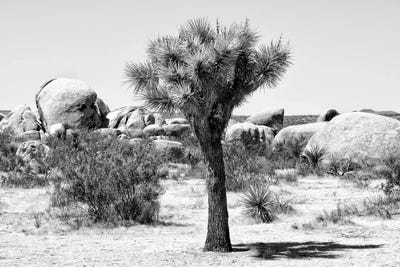 Joshua Tree III by Philippe Hugonnard framed canvas print