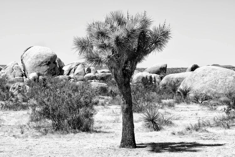 Black California Series - Joshua Tree III