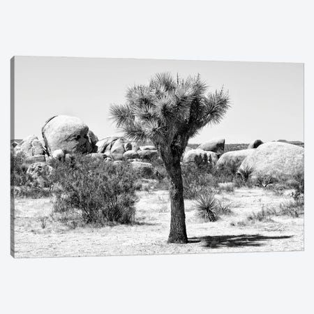 Black California Series - Joshua Tree III Canvas Print #PHD1849} by Philippe Hugonnard Art Print