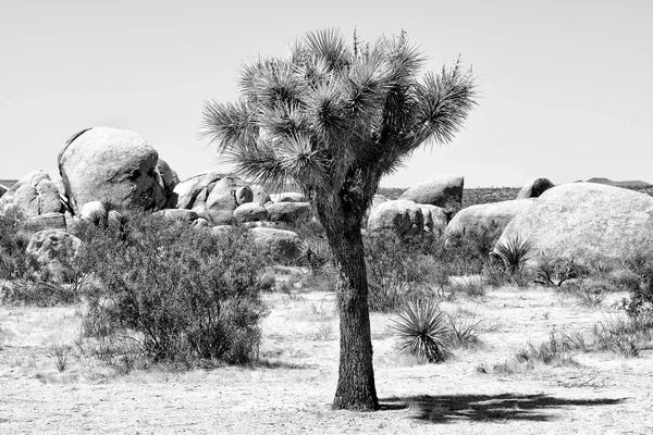 Joshua Tree National Park: Joshua Tree III by Philippe Hugonnard