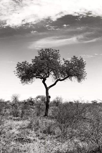 Africa: African Landscape II by Philippe Hugonnard