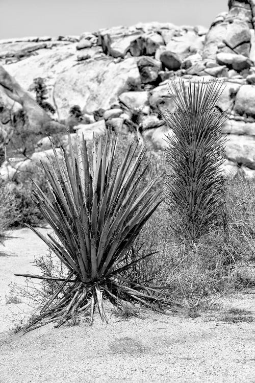 Black California Series - Desert Plants II