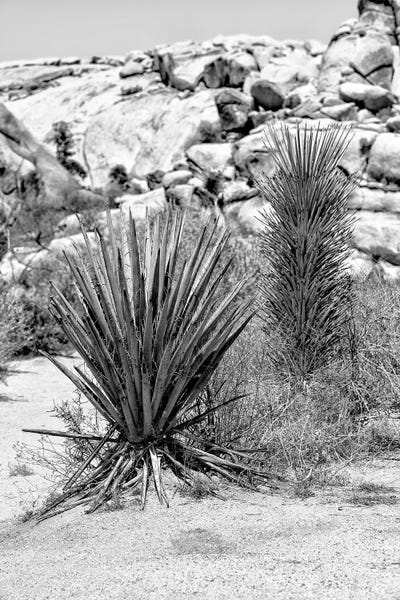 Desert Plants II