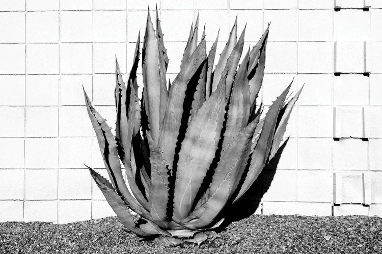 Black California Series - Agave