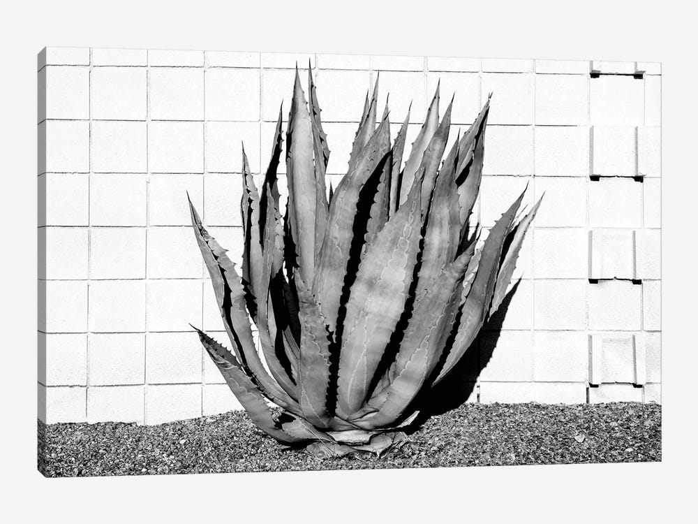 Black California Series - Agave by Philippe Hugonnard 1-piece Canvas Art