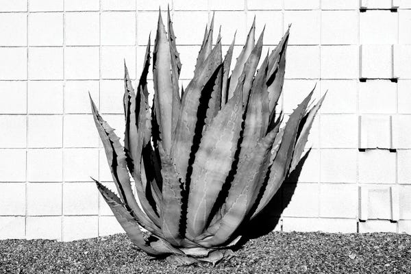 Cacti: Black California Series - Agave by Philippe Hugonnard