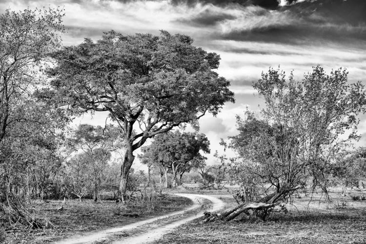 African Landscape with Acacia Tree 