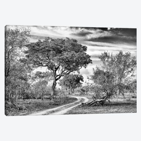 African Landscape with Acacia Tree  Canvas Print #PHD185} by Philippe Hugonnard Canvas Artwork
