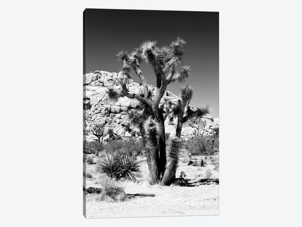 Black California Series - Beautiful Joshua Tree by Philippe Hugonnard 1-piece Canvas Art Print