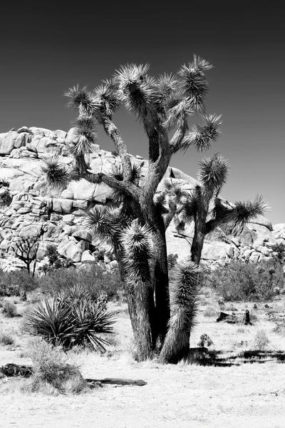 Joshua Tree National Park: Black California Series - Beautiful Joshua Tree by Philippe Hugonnard