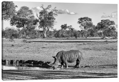Black Rhinoceros Canvas Art Print - African Safari