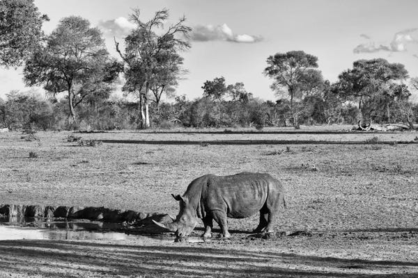 Rhinoceroses: Black Rhinoceros by Philippe Hugonnard