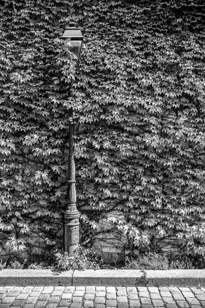 Paris Photography: Black Montmartre Series - Hidden Between The Leaves by Philippe Hugonnard