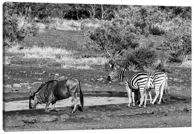 Black Wildebeest and Two Zebras Canvas Art Print - Zebra Art