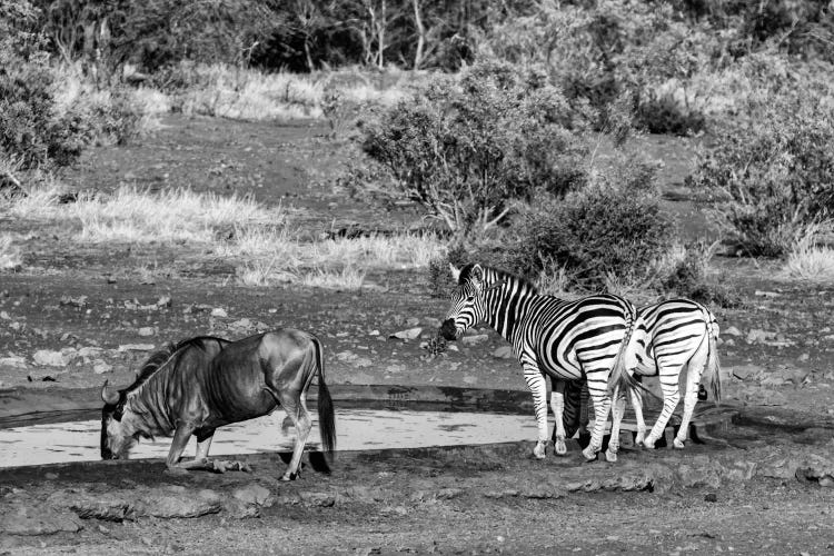 Black Wildebeest and Two Zebras