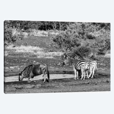 Black Wildebeest and Two Zebras Canvas Print #PHD187} by Philippe Hugonnard Canvas Art