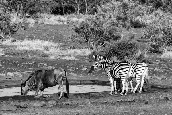 Black Wildebeest and Two Zebras