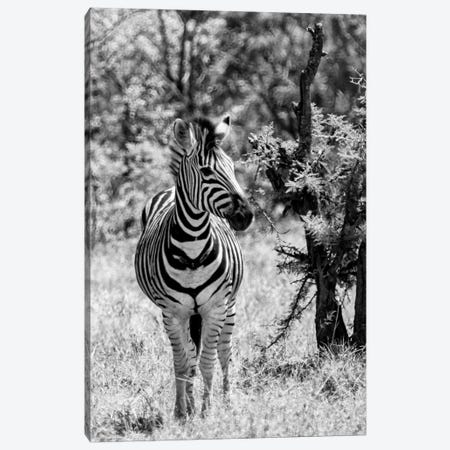 Burchell's Zebra Canvas Print #PHD188} by Philippe Hugonnard Art Print
