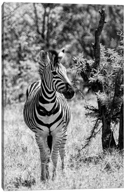 Burchell's Zebra Canvas Art Print - African Safari