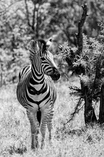 Africa: Burchell's Zebra by Philippe Hugonnard