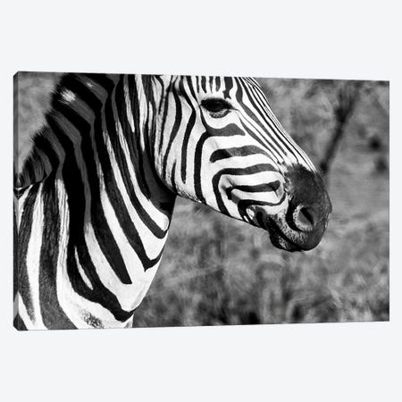 Burchell's Zebra II Canvas Print #PHD189} by Philippe Hugonnard Art Print