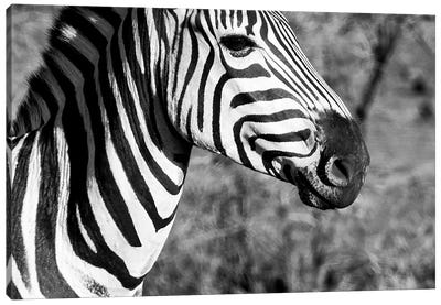 Burchell's Zebra II Canvas Art Print - African Safari
