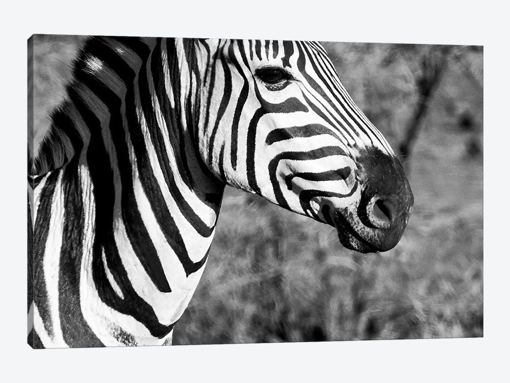 Burchell's Zebra II by Philippe Hugonnard 1-piece Canvas Art