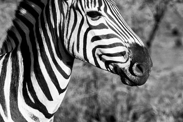Zebras: Burchell's Zebra II by Philippe Hugonnard