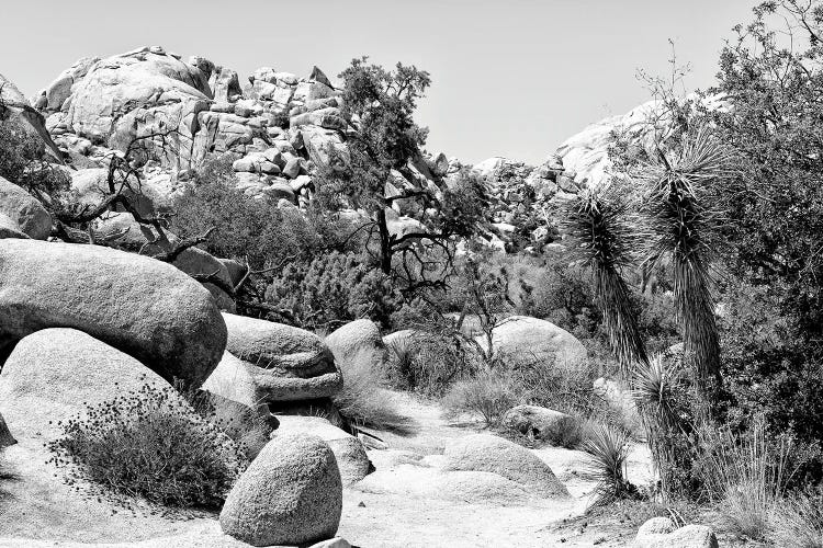 Black Nevada Series - Between Two Rocks