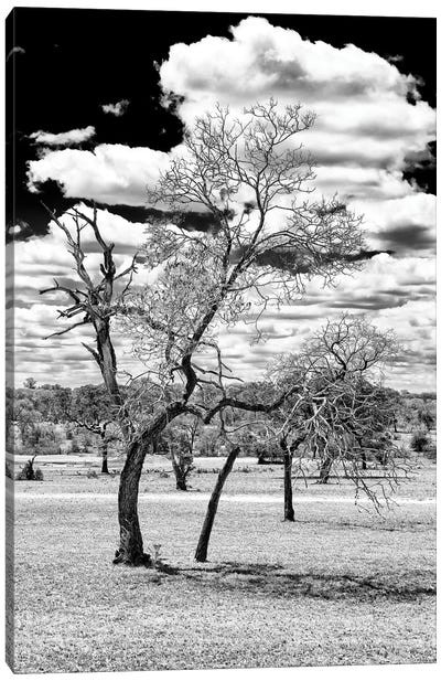 Dead Tree in the African Savannah  Canvas Art Print - African Safari