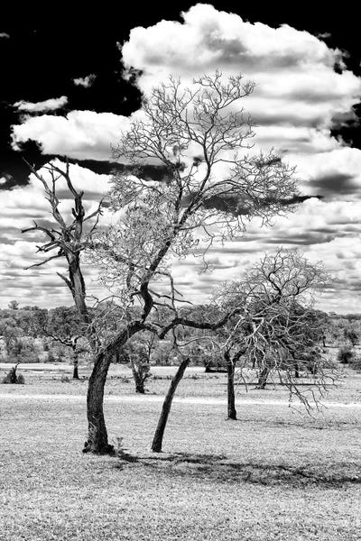 Black & White Florals: Dead Tree in the African Savannah  by Philippe Hugonnard