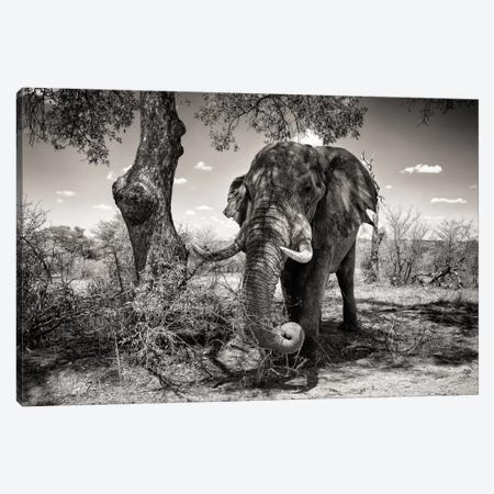 Elephant   Canvas Print #PHD194} by Philippe Hugonnard Canvas Print