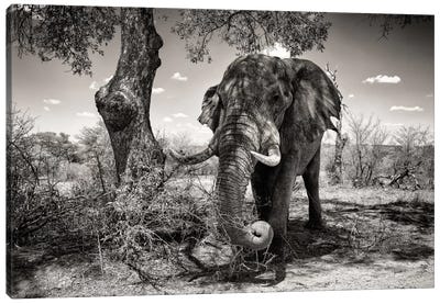 Elephant   Canvas Art Print - African Safari