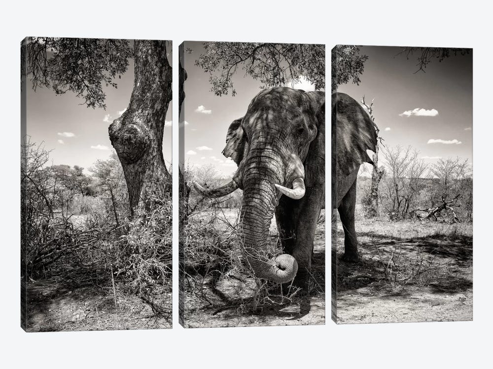Elephant   by Philippe Hugonnard 3-piece Canvas Art