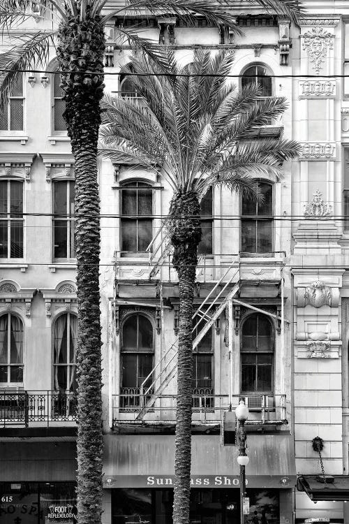 Black NOLA Series - Palm Tree Facade