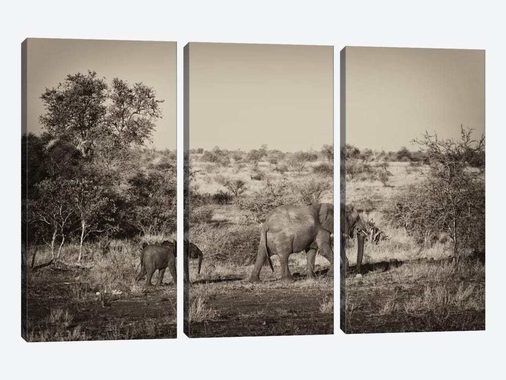 Elephant and Baby by Philippe Hugonnard 3-piece Canvas Print