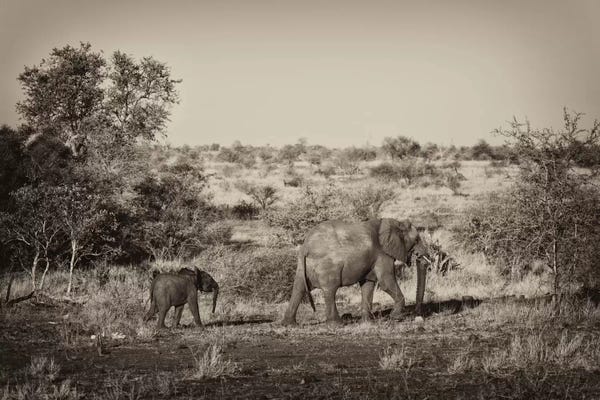 Elephant and Baby