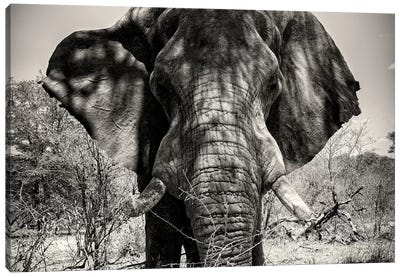 Elephant Portrait Canvas Art Print - African Safari
