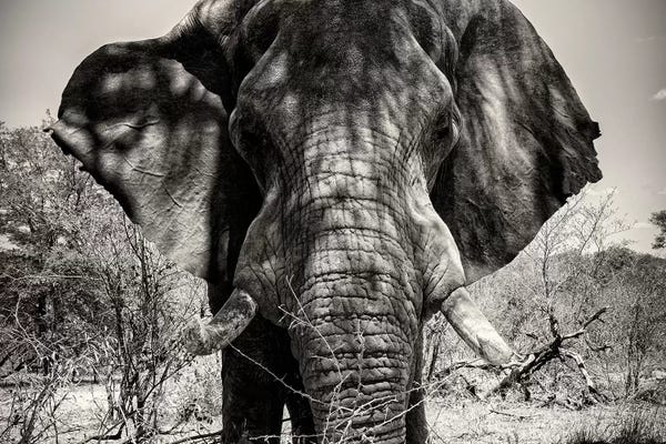 Africa: Elephant Portrait by Philippe Hugonnard