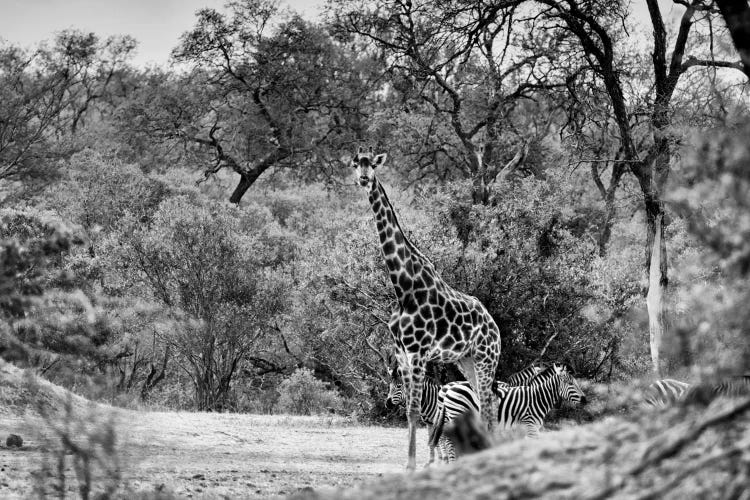 Giraffe and Zebras in the Savanna