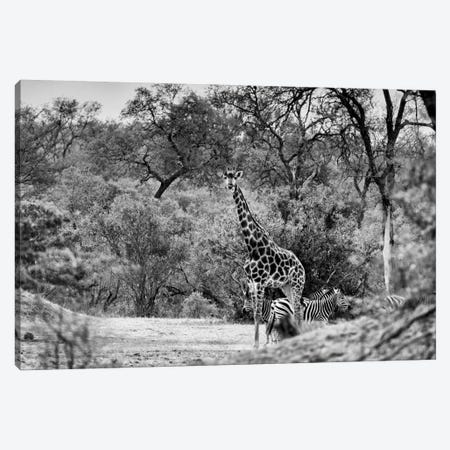 Giraffe and Zebras in the Savanna Canvas Print #PHD197} by Philippe Hugonnard Canvas Art Print