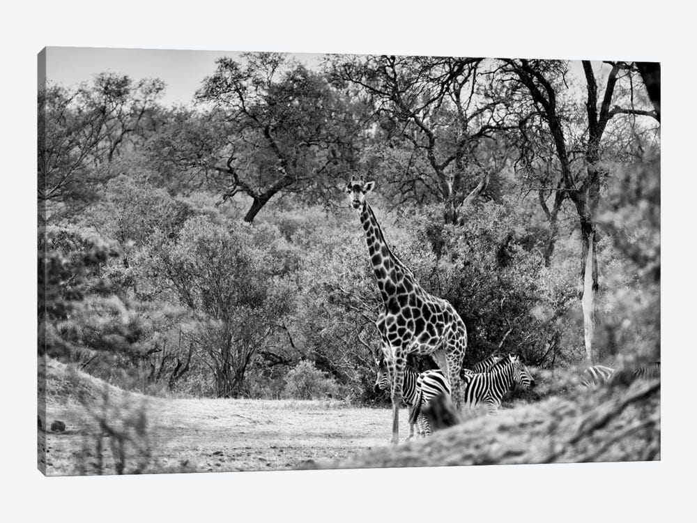 Giraffe and Zebras in the Savanna 1-piece Canvas Print