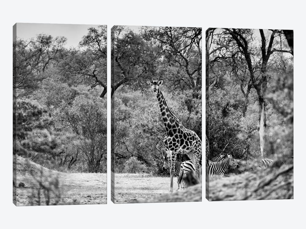 Giraffe and Zebras in the Savanna 3-piece Canvas Art Print