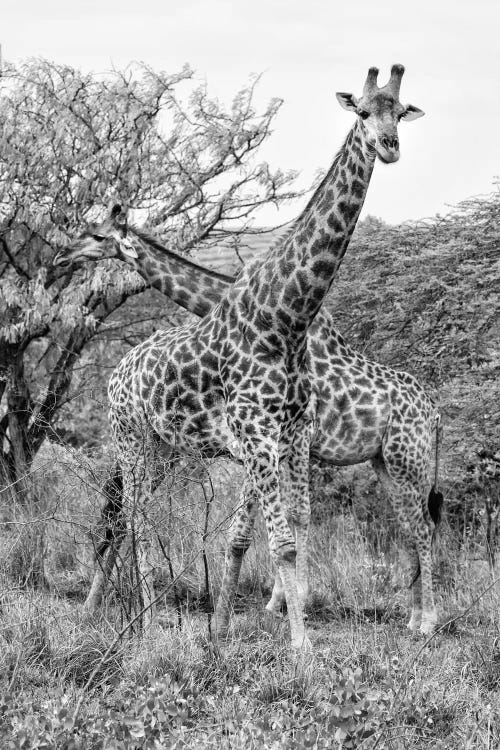 Giraffe Mother and Young 