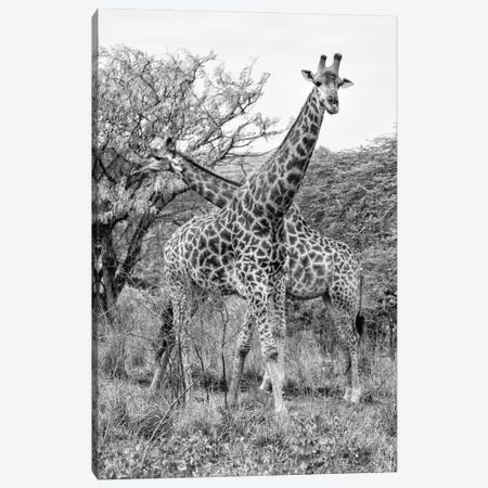 Giraffe Mother and Young  Canvas Print #PHD198} by Philippe Hugonnard Canvas Artwork
